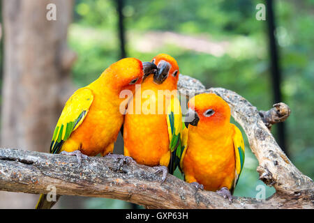 Drei Sunconure Vogel Barsch in Holz Verzweigung im Wald. Sunconure Vogel interagieren. Stockfoto