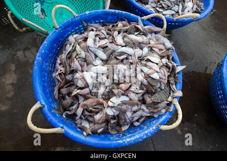 Sohle Fisch zum Verkauf an Neendakara Fischerhafen, Kollam, Kerala, Indien, asiatischen Hafen, Fischerhafen indischen Morgen Rush. Stockfoto