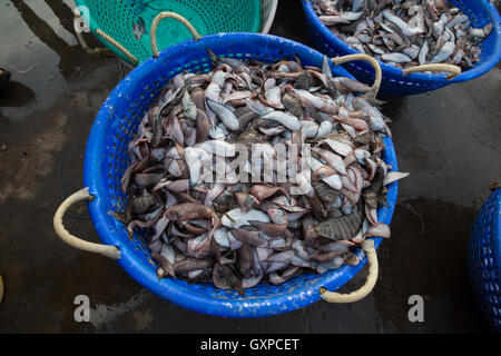 Sohle Fisch zum Verkauf an Neendakara Fischerhafen, Kollam, Kerala, Indien, asiatischen Hafen, Fischerhafen indischen Morgen Rush. Stockfoto