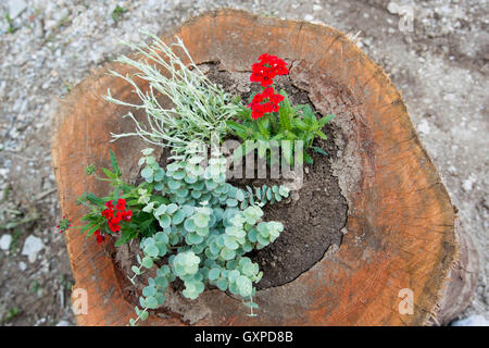 Blumentopf im Baumstamm Stockfoto