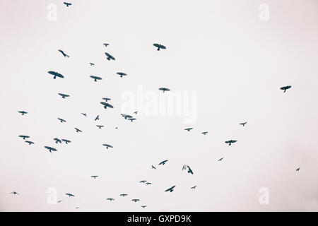 Viele fliegende Vogel-Silhouetten mit fallenden Schneeflocken in den Himmel, etwas Getreide und Vignettierung hinzugefügt, getönt Bild. Stockfoto