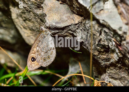 Große Mauer Stockfoto