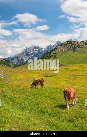 Kühe auf Weide - (Plätzwiese) - italienischen Dolomiten - Tiere - Tierwelt Stockfoto