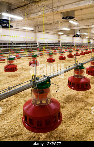 Moderne und neue automatisierte integrierte Geflügelfarm Stockfoto