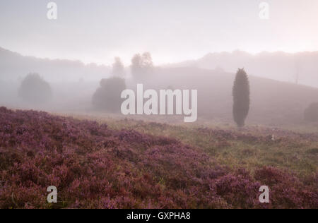 Hügel mit Heidekraut im Morgennebel, Totengrund, Deutschland Stockfoto