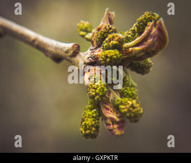 Austrieb im Frühjahr Stockfoto