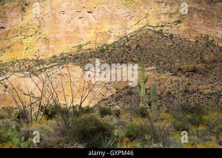 Saguaro-Kaktus mit Brittlebrush Wildblumen und Ocotillo unter Picketpost Berg. Tonto National Forest, Arizona Stockfoto