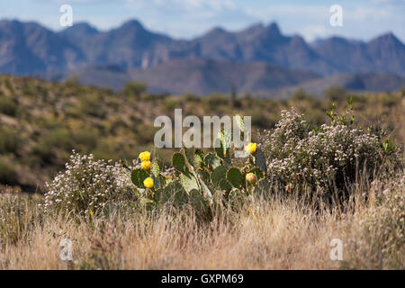 Stachelige Birne Kaktus Blumen blühen vor den Superstition Mountains. Tonto National Forest, Arizona Stockfoto