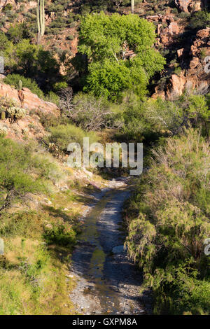 Eine kleine Wüste Bach fließt durch Whitford Canyon in den südlichen Superstition Mountains. Tonto National Forest, Arizona Stockfoto