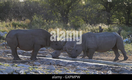 Ein Spitzmaulnashorn teilt einen Drink mit zwei White Rhino im Etosha National Park in Namibia Stockfoto