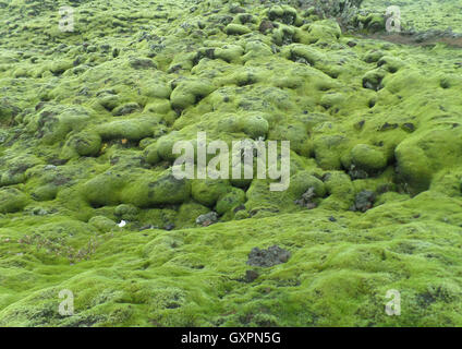 Atemberaubende grüne Moos bedeckt Lavafelsen in Südisland, Hintergrund Stockfoto