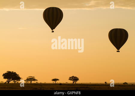 Heißluftballons über die Serengeti bei Sonnenaufgang Stockfoto