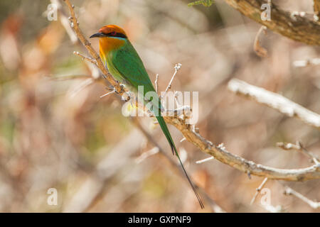 Bohms Bienenfresser (Merops boehmi) auf einem Ast sitzend, Sambia Stockfoto