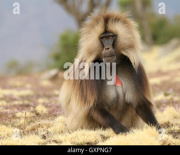 Männlichen Gelada Pavian (Heropithecus Gelada) sitzen und beobachten Stockfoto