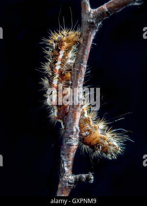 Gelb-Tail Motte (Euproctis Similis) Raupe kriecht unten den Zweig auf schwarzem Hintergrund Stockfoto