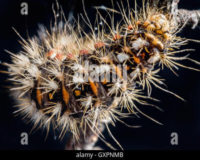 Gelb-Tail Motte (Euproctis Similis) Raupe kriecht unten den Zweig auf schwarzem Hintergrund Stockfoto
