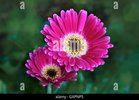 Leuchtend rosa Gerbera Blüten Stockfoto