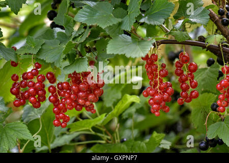 Bereit für die Kommissionierung Reife Johannisbeeren Stockfoto