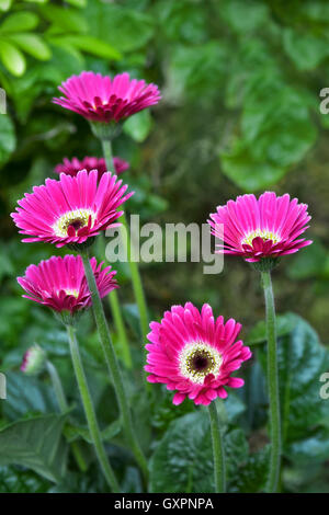 Leuchtend rosa Gerbera Blüten Stockfoto