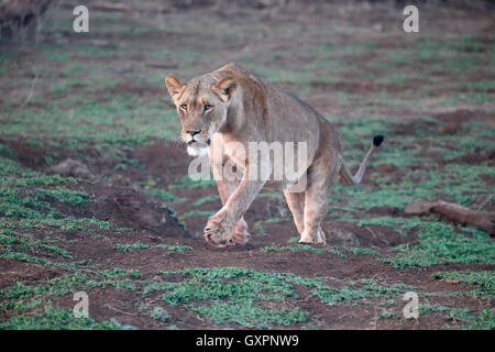 Afrikanischer Löwe, Panthera Leo, single weiblich, Süd Afrika, August 2016 Stockfoto