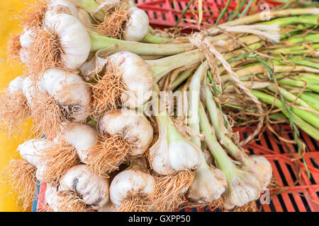 Bündel von Knoblauch Zwiebeln mit Stielen mit einem Seil zusammengebunden Stockfoto