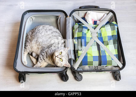 Silber Tabby Katze im gepackten Koffer am Boden liegend Stockfoto