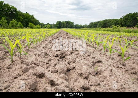 Mais-Feld mit Reihen von Maispflanzen in sandigen Böden Stockfoto