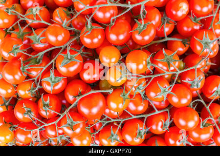 Viele Trauben von roten strauchtomaten mit Stängel oder Stiele Stockfoto