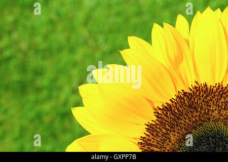 Viertel-Abteilung von gelben Sonnenblumen auf dem grünen Rasen Stockfoto