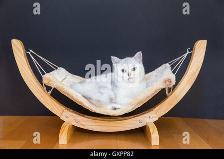 Britischen kurze Haare silber shaded Katze liegen faul in der Hängematte Stockfoto