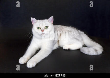 Schwarz silber shaded Katze liegend auf schwarzem Hintergrund isoliert Stockfoto