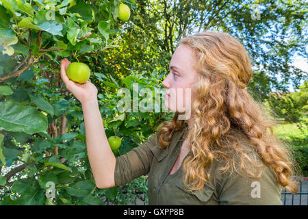 Junge Holländerin hält Apfel im Baum Stockfoto