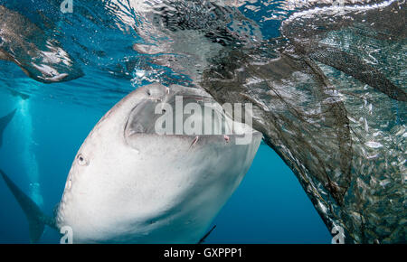 Unterwasser-Blick von Whalesharks Fütterung in der Cenderawasih Bay West Papua Indonesien Stockfoto