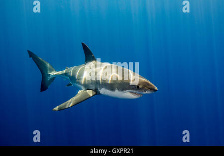 Großer weißer Hai Unterwasser Insel Guadalupe Mexiko. Stockfoto