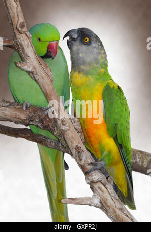 Ring-Necked Parakeet (Psitticula waren) und Senegal Papagei (Poicephalus Senegalus) gegenseitiges Putzen Stockfoto