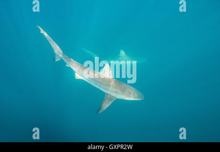2 Bronze Whaler Haie schwimmen in den Gewässern entlang der Ostküste von Südafrika, während die Sardine run. Stockfoto