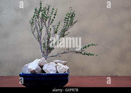 echinocereus rubispinus Buy 