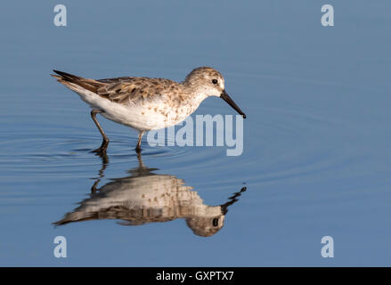 Semipalmated Strandläufer (Calidris Pusilla) waten im Gezeiten Marsh, Galveston, Texas, USA. Stockfoto