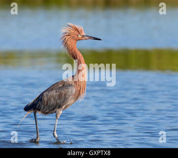 Rötliche Silberreiher (Egretta saniert) in der Zucht Gefieder und bedrohliche Haltung, Galveston, Texas, USA. Stockfoto