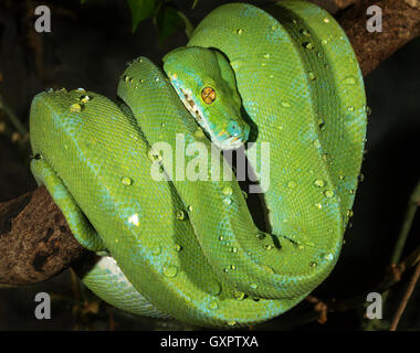 Grünbaumpython (Morelia viridis), gefangen (aus Indonesien, Neuguinea, Australien) Stockfoto