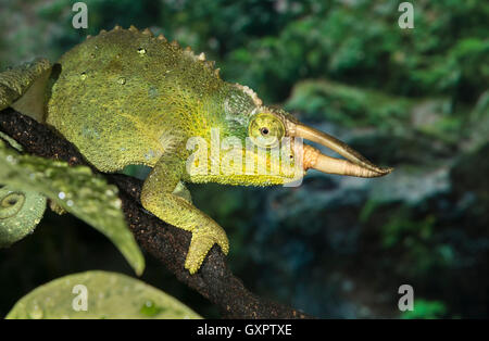 Gehörnte Jacksons Chamäleon (Trioceros jacksonii) Porträt, Captive (native zu Ostafrika) Stockfoto