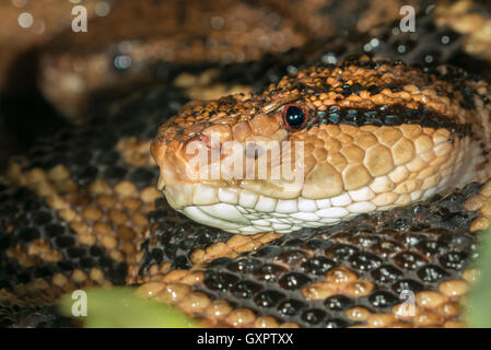 Südamerikanischer Buschmeister (Lachesis muta) Porträt, Captive (aus Südamerika) Stockfoto