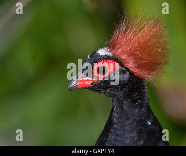 Crested Holz Rebhuhn (Rollulus rouloul) Porträt, Captive (Beheimatet in Südostasien) Stockfoto