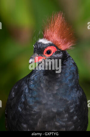 Crested Holz Rebhuhn (Rollulus rouloul) Porträt, Captive (Beheimatet in Südostasien) Stockfoto