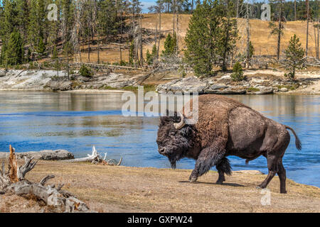Männlichen amerikanischen Bisons (Bison Bison) in der Nähe des Yellowstone River, Yellowstone-Nationalpark, Wyoming, USA. Stockfoto