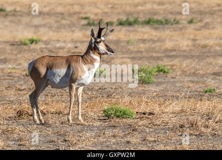 Männlicher Gabelbock (Antilocapra Americana) in der Highland Prärie, Grand-Teton-Nationalpark, Wyoming, USA Stockfoto