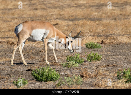 Männlicher Gabelbock (Antilocapra Americana) Weiden in der Highland Prärie, Grand-Teton-Nationalpark, Wyoming, USA Stockfoto