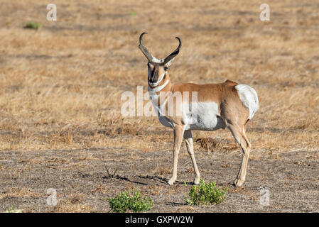 Männlicher Gabelbock (Antilocapra Americana) in der Highland Prärie, Grand-Teton-Nationalpark, Wyoming, USA Stockfoto