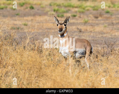 Gabelbock (Antilocapra Americana) in der Highland Prärie, Grand-Teton-Nationalpark, Wyoming, USA Stockfoto