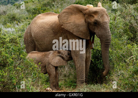 Trinken Sie mal - der afrikanische Elefant ist der größere der beiden Arten des afrikanischen Elefanten. Sowohl sie als auch die afrikanischen Wald e Stockfoto